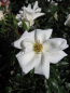 Preview: Rosa White Haze